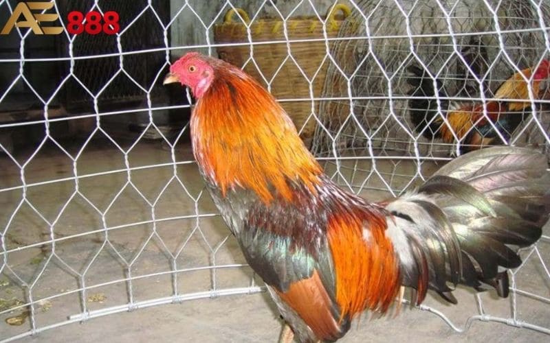 Thời điểm vô mồi cho gà đá khoảng 10 ngày trước thi đấu Thời điểm vô mồi cho gà đá khoảng 10 ngày trước thi đấu
