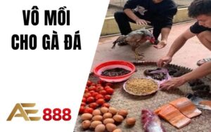 Vô Mồi Cho Gà Đá