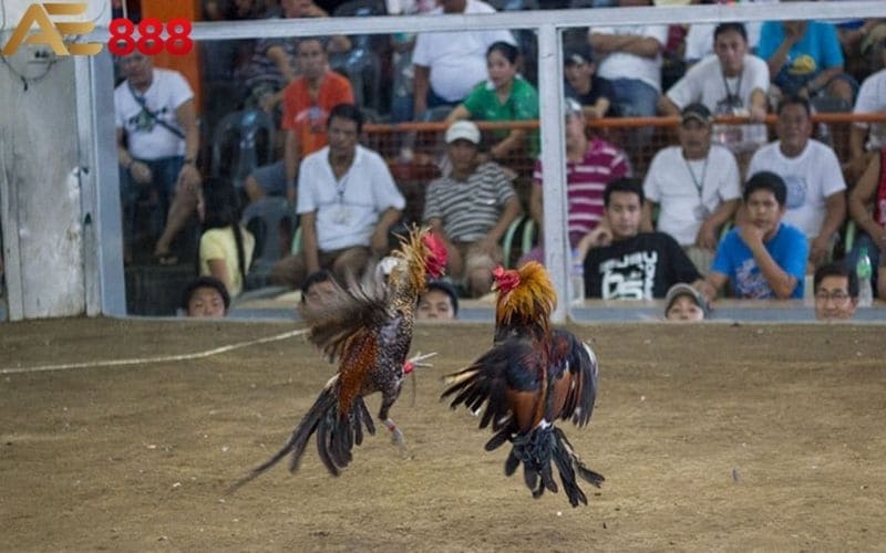Luật chơi và quy định đặt cược đá gà cựa dao AE888