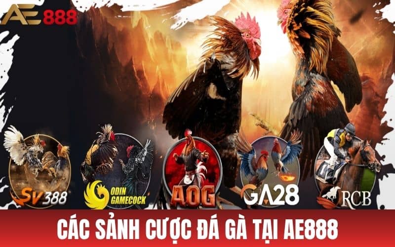 Các sảnh đá gà nổi bật hiện có tại AE888