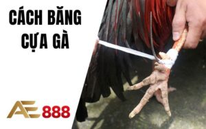 Cách Băng Cựa Gà