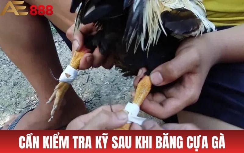 Cần kiểm tra kỹ cựa gà sau khi băng cựa