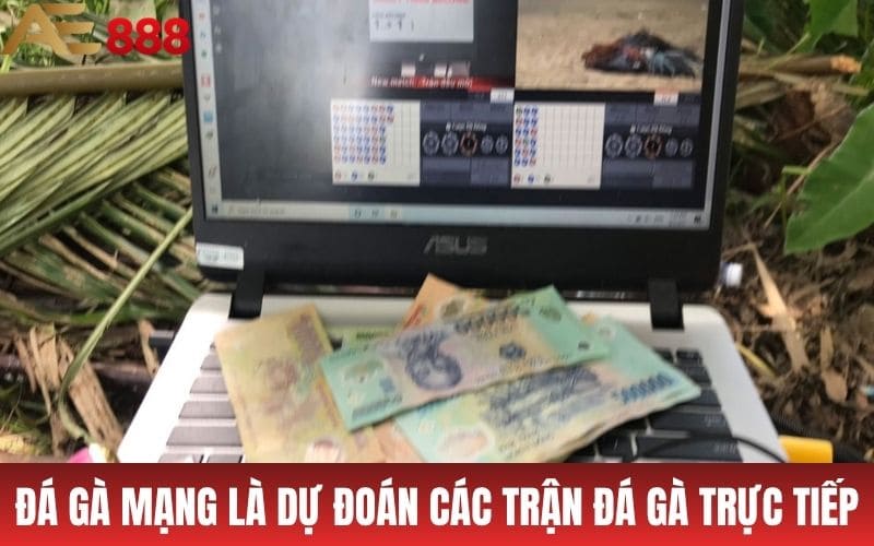 Đá gà mạng là dự đoán vào các trận đá gà trực tuyến