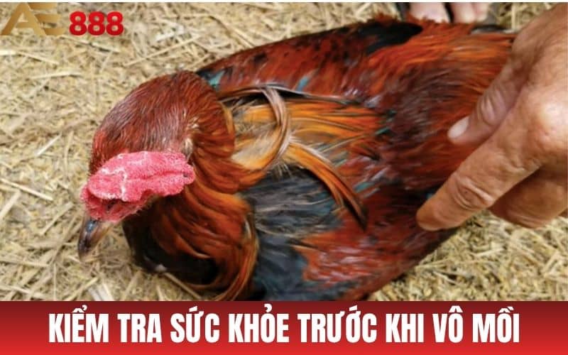 Nên kiểm tra thể trạng và sức khỏe trước khi vô mồi cho gà đá Nên kiểm tra thể trạng và sức khỏe trước khi vô mồi cho gà đá