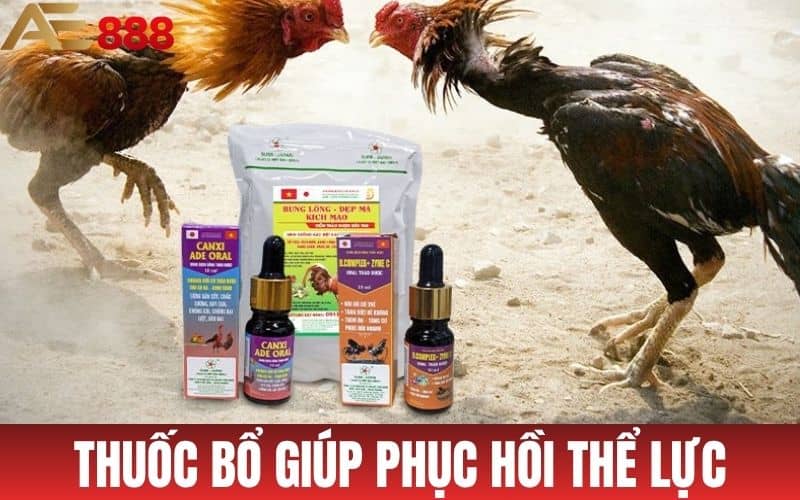 Thuốc bổ cho gà đá giúp phục hồi thể lực