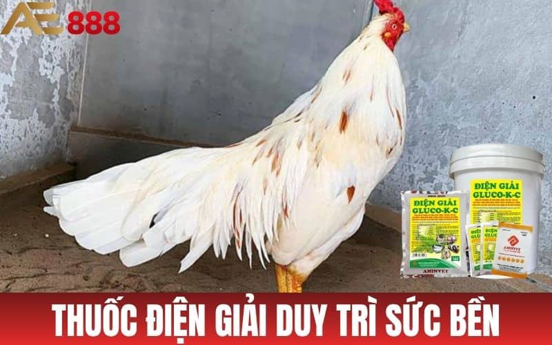 Thuốc điện giải giúp duy trì sức bền cho gà đá