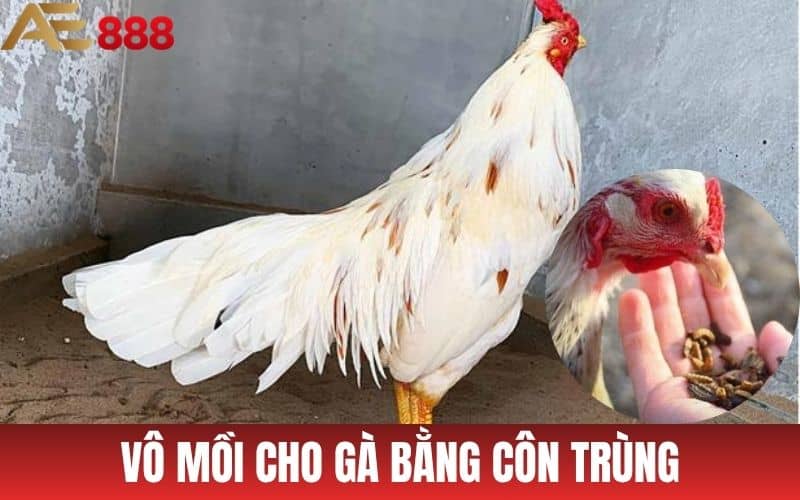 Vô mồi cho gà đá bằng các loại côn trùng Vô mồi cho gà đá bằng các loại côn trùng